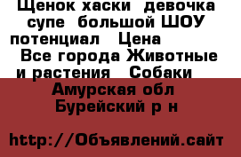 Щенок хаски, девочка супе, большой ШОУ потенциал › Цена ­ 50 000 - Все города Животные и растения » Собаки   . Амурская обл.,Бурейский р-н